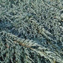 Jeneverbes (Juniperus Squamata 'Blue Carpet') -Garden Plants Series Store jusbcarp 4