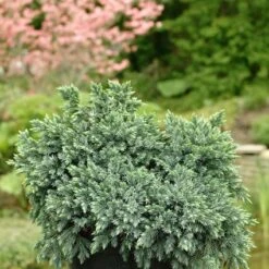 Jeneverbes (Juniperus Squamata 'Blue Star') -Garden Plants Series Store jusbstar 2
