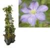 Hedera-Clematis Mix Haag (Prince Charles) -Garden Plants Series Store k390.99122 clematis prince charles 1m privacy 2
