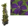 Hedera-Clematis Mix Haag (Polish Spirit) -Garden Plants Series Store k390.99132 clematis vit. polish spirit 1m privacy 1