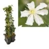 Hedera-Clematis Mix Haag (Paul Farges) -Garden Plants Series Store k390.99133 clematis paul farges 1m privacy