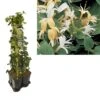 Hedera-Kamperfoelie Mix Haag (Hall's Prolific) -Garden Plants Series Store k390.99134 lonicera j. hall s prolific 1m privacy
