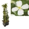 Hedera-Clematis Mix Haag (grandiflora) -Garden Plants Series Store k390.99141 clematis montana grandiflora 1m privacy 1