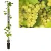 Pitloze Witte Druif (Vitis Vinifera 'Millenium') -Garden Plants Series Store k501.98365 vitis vinifera millenium long strong