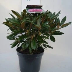 Dwergrhododendron (Rhododendron 'Kalinka') -Garden Plants Series Store kalinka c4 voor