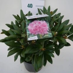 Dwergrhododendron (Rhododendron 'Kalinka') -Garden Plants Series Store kalinka c4 zij