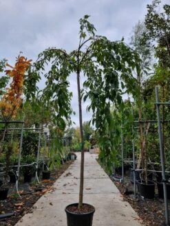 Japanse Treursierkers (Prunus Serrulata 'Kiku-shidare') -Garden Plants Series Store kiku shidare 2