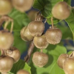 Garden Plants Series Store -Garden Plants Series Store kiwi actinidia deliciosa hayward 23 f8f