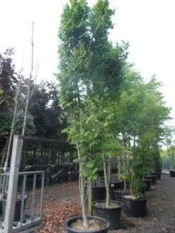 Zeepboom (Koelreuteria Paniculata 'Fastigiata') -Garden Plants Series Store koelreuteria paniculata fastigiata 350 400 c160