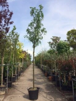 Gouden Regen Als Boom (Laburnum Watereri 'Vossii') -Garden Plants Series Store laburnum vossi 1416cm