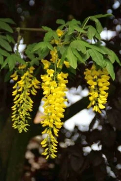 Gouden Regen Als Boom (Laburnum Watereri 'Vossii') -Garden Plants Series Store laburnum w. vossi 2 1