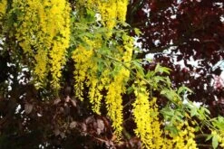 Gouden Regen Als Boom (Laburnum Watereri 'Vossii') -Garden Plants Series Store laburnum w. vossi 3 1