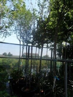 Gouden Regen Als Boom (Laburnum Watereri 'Vossii') -Garden Plants Series Store laburnum watereri vossii 14 16ho cont