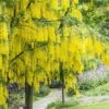 Gouden Regen Als Boom (Laburnum Watereri 'Vossii') -Garden Plants Series Store laburnum x watereri vossii01