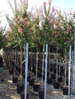 Roze Lagerstroemia Als Boom (Lagerstroemia Indica) -Garden Plants Series Store lagerstreomia rosea 6 8 1 1