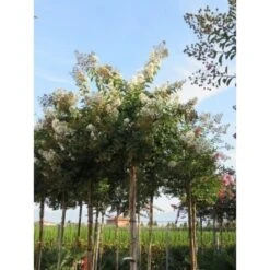 Witte Lagerstroemia Als Boom (Lagerstroemia Indica) -Garden Plants Series Store lagerstroemia indica boom wit01