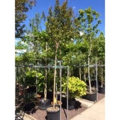 Witte Lagerstroemia Als Boom (Lagerstroemia Indica) -Garden Plants Series Store lagerstroemia indica boom01