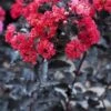 Lagerstroemia Als Halfstam (Lagerstroemia 'Black Diamond Best Red') 2 Lagerstroemia Als Halfstam (Lagerstroemia 'Black Diamond Best Red') -Garden Plants Series Store lagerstroemia black diamond