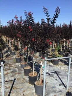 Lagerstroemia Als Halfstam (Lagerstroemia 'Black Diamond Best Red') -Garden Plants Series Store lagerstroemia black diamond halfstam
