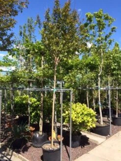 Roze Lagerstroemia Als Boom (Lagerstroemia Indica) -Garden Plants Series Store lagerstroemia indica 10 12ho 1