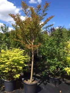 Roze Lagerstroemia Als Boom (Lagerstroemia Indica) -Garden Plants Series Store lagerstroemia indica halfstam 14 16 1