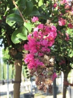 Roze Lagerstroemia Als Boom (Lagerstroemia Indica) -Garden Plants Series Store lagerstroemia indica roze 11 1