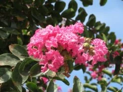 Roze Lagerstroemia Als Boom (Lagerstroemia Indica) -Garden Plants Series Store lagerstroemia indica roze 3 1