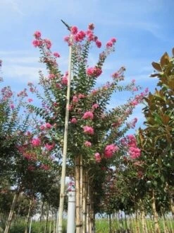 Roze Lagerstroemia Als Boom (Lagerstroemia Indica) -Garden Plants Series Store lagerstroemia indica roze 4 1