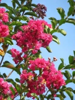 Roze Lagerstroemia Als Boom (Lagerstroemia Indica) -Garden Plants Series Store lagerstroemia indica roze 6 1