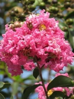 Roze Lagerstroemia Als Boom (Lagerstroemia Indica) -Garden Plants Series Store lagerstroemia indica roze 7 1