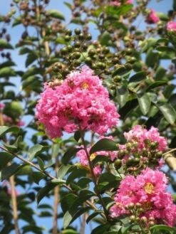 Roze Lagerstroemia Als Boom (Lagerstroemia Indica) -Garden Plants Series Store lagerstroemia indica roze 8 1