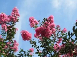 Roze Lagerstroemia Als Boom (Lagerstroemia Indica) -Garden Plants Series Store lagerstroemia indica roze 9 1