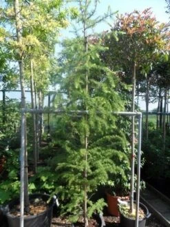 Lariks (Larix Decidua) -Garden Plants Series Store larix decidua 250 300 c35