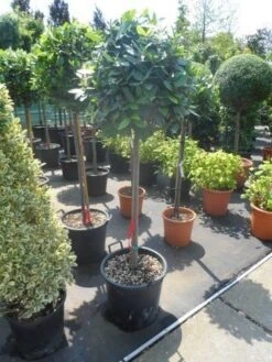 Echte Laurier Als Boom (Laurus Nobilis) -Garden Plants Series Store laurus nobilis 100stam c35