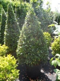 Echte Laurier Als Piramide (Laurus Nobilis) -Garden Plants Series Store laurus nobilis kegel 150 175