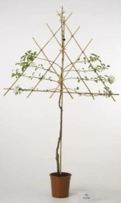 Lei-Appel (Malus Domestica 'Ecolette') -Garden Plants Series Store lei appel