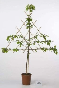 Lei-Kers (Prunus Avium 'Meikers')