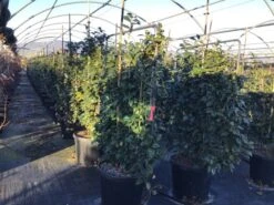 Camelia Als Leivorm (Camellia Japonica 'Black Lace') -Garden Plants Series Store lei2