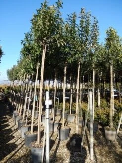 Liguster Als Boom (Ligustrum Japonicum) -Garden Plants Series Store ligustrum japonicum 10 12 2 1
