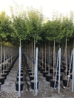 Liguster Als Boom (Ligustrum Japonicum) -Garden Plants Series Store ligustrum japonicum 10 12 c30