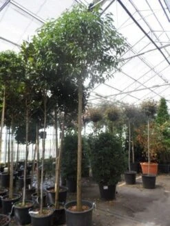 Liguster Als Boom (Ligustrum Japonicum) -Garden Plants Series Store ligustrum japonicum 16 18 20ho c70