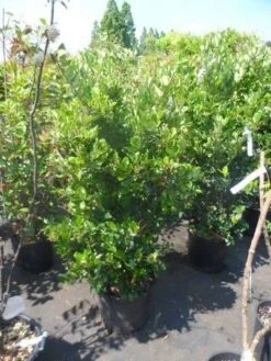 Liguster (Ligustrum Japonicum 'Texanum') -Garden Plants Series Store ligustrum japonicum texanum 125 150 175 c35