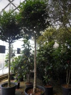 Liguster Op Stam (Ligustrum Japonicum 'Texanum') 13 Liguster Op Stam (Ligustrum Japonicum 'Texanum') -Garden Plants Series Store ligustrum japonicum texanum 20 25ho c130