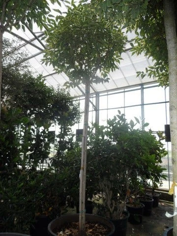 Liguster (Ligustrum 'Excelsum Superbum') 4 Liguster (Ligustrum 'Excelsum Superbum') - Image 2