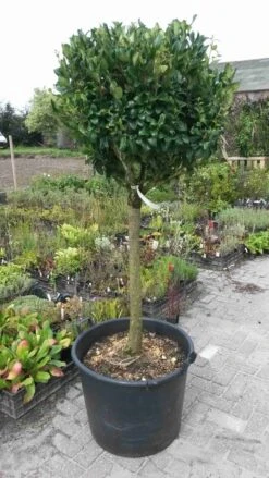 Liguster Op Stam (Ligustrum Japonicum 'Texanum') -Garden Plants Series Store ligustrum texanum extra groot 1