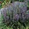 Leliegras (Liriope Muscari) -Garden Plants Series Store limuscar 2 1