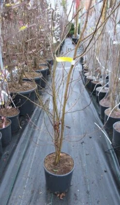 Meerstammige Amberboom (Liquidambar Styraciflua) 27 Meerstammige Amberboom (Liquidambar Styraciflua) -Garden Plants Series Store liquidambar 100 125 meerstammig 2