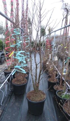 Meerstammige Amberboom (Liquidambar Styraciflua) 29 Meerstammige Amberboom (Liquidambar Styraciflua) -Garden Plants Series Store liquidambar 200 250 meerstammig 2