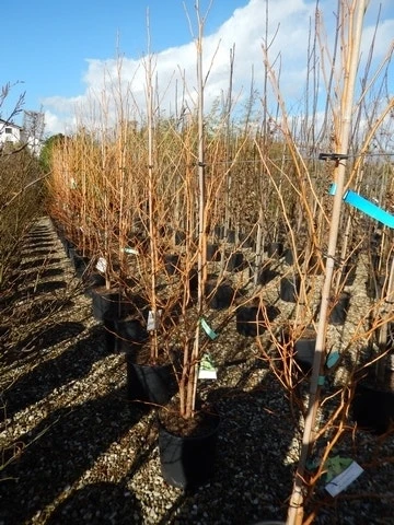 Amberboom (Liquidambar Styraciflua 'Golden Sun') 5 Amberboom (Liquidambar Styraciflua 'Golden Sun') - Image 3