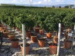 Amberboom Op Stam (Liquidambar 'Gum Ball') 24 Amberboom Op Stam (Liquidambar 'Gum Ball') -Garden Plants Series Store liquidambar gum ball 50cm stam 1